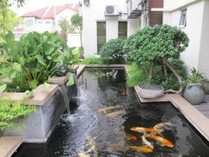 ho-ca-koi